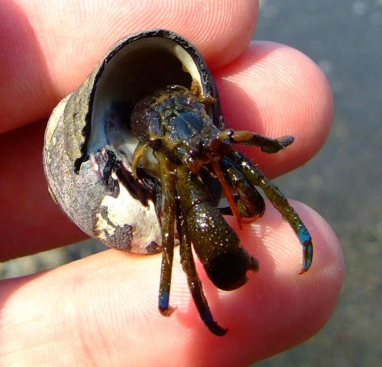 Blueband Hermit Crab – A Few Miles More